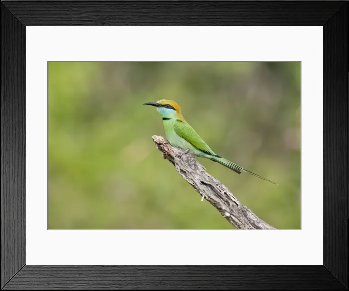 Framed Print : Picture No. 10893412 Framed Print : Picture No. 10893412
