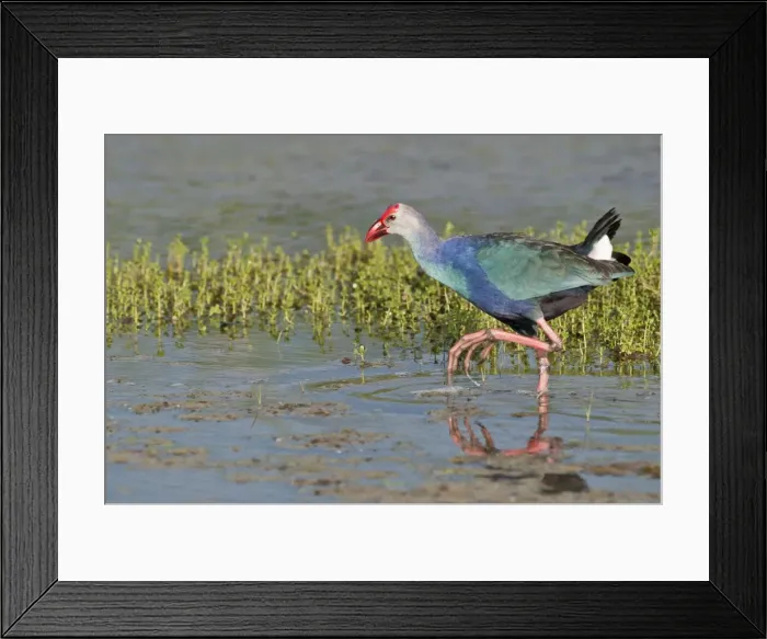 Framed Print : Picture No. 10893414 Framed Print : Picture No. 10893414