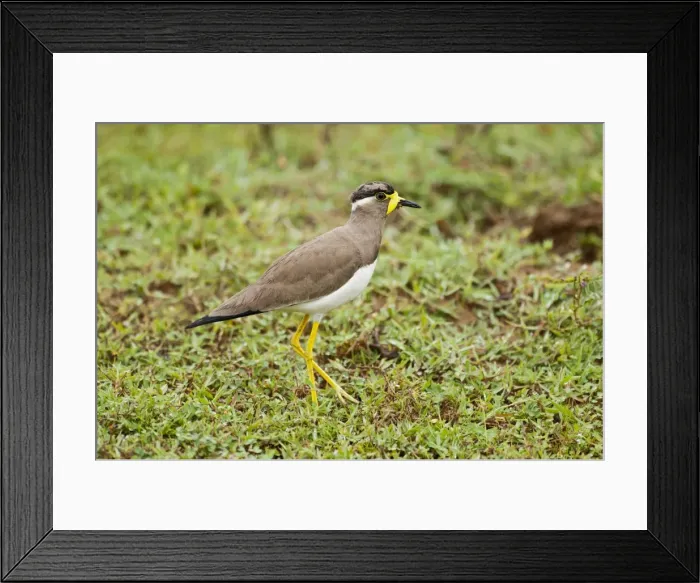 Framed Print : Picture No. 10893415 Framed Print : Picture No. 10893415