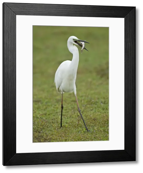 Framed Print : Picture No. 10893418 Framed Print : Picture No. 10893418