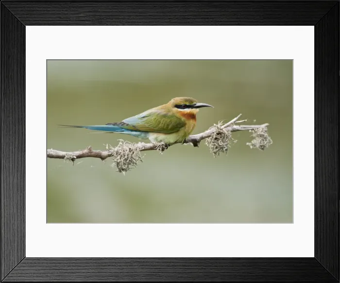 Framed Print : Picture No. 10893413 Framed Print : Picture No. 10893413
