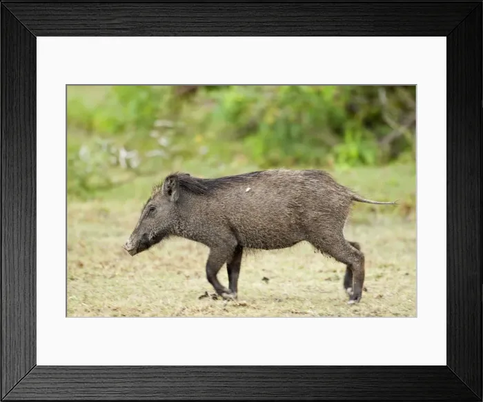 Framed Print : Picture No. 10893419