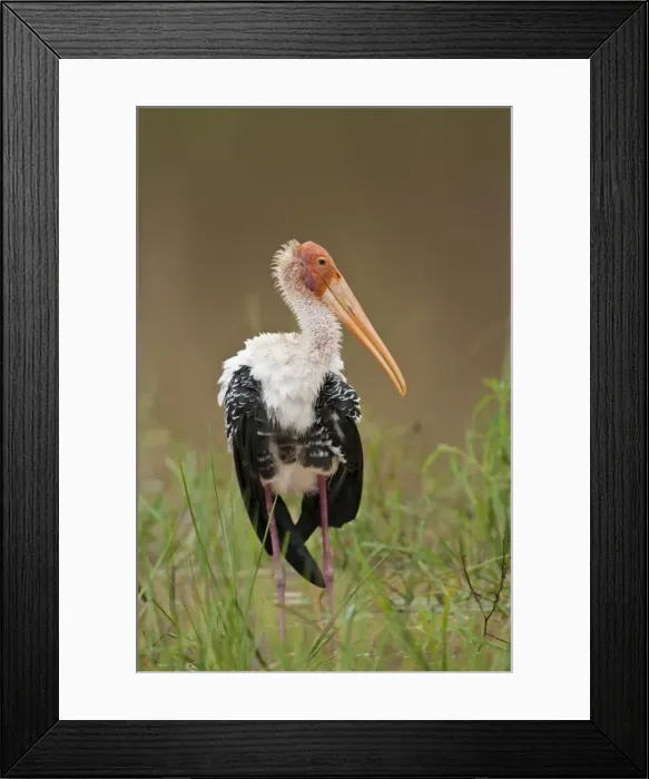 Framed Print : Picture No. 10893416 Framed Print : Picture No. 10893416