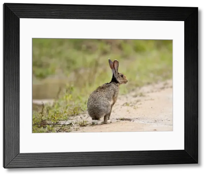 Framed Print : Picture No. 10893422 Framed Print : Picture No. 10893422