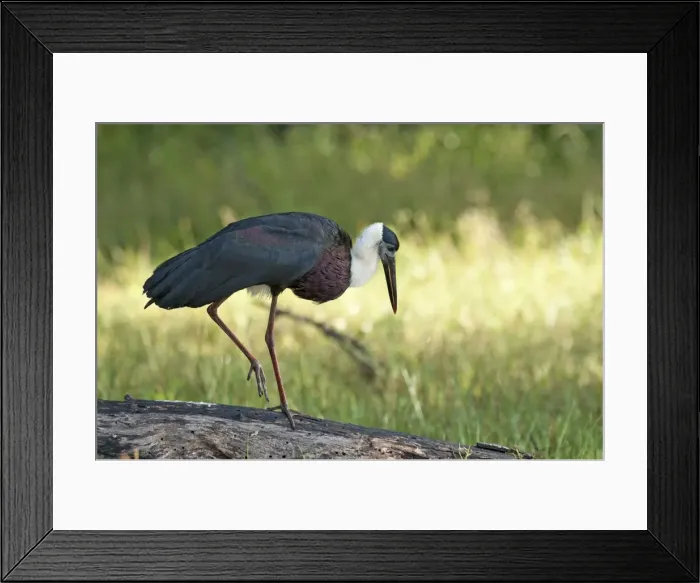 Framed Print : Picture No. 10893425 Framed Print : Picture No. 10893425