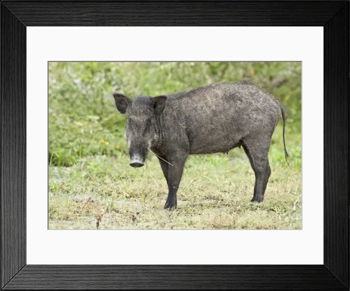 Framed Print : Picture No. 10893420 Framed Print : Picture No. 10893420