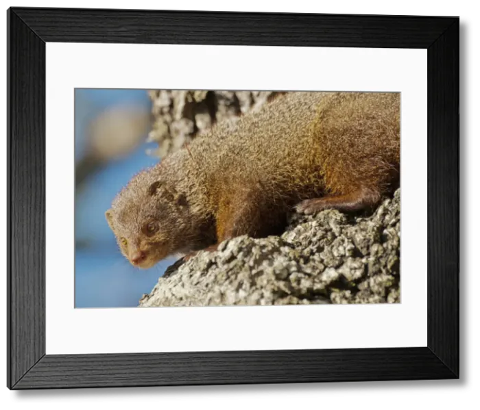 Framed Print : Picture No. 10893424 Framed Print : Picture No. 10893424