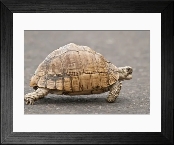Framed Print : Picture No. 10893421 Framed Print : Picture No. 10893421