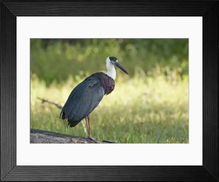 Framed Print : Picture No. 10893426 Framed Print : Picture No. 10893426