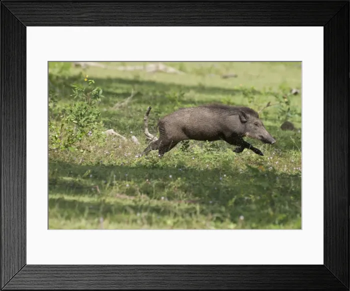 Framed Print : Picture No. 10893428