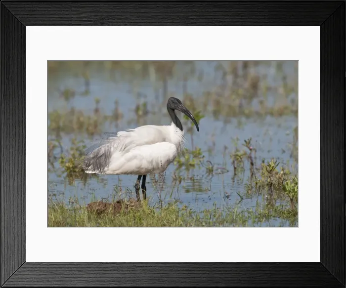 Framed Print : Picture No. 10893429 Framed Print : Picture No. 10893429
