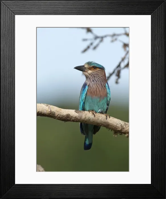 Framed Print : Picture No. 10893430
