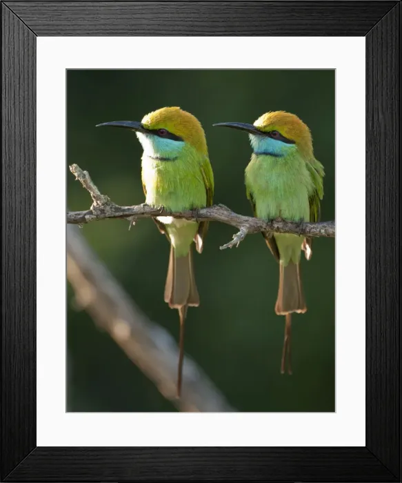 Framed Print : Picture No. 10893431 Framed Print : Picture No. 10893431