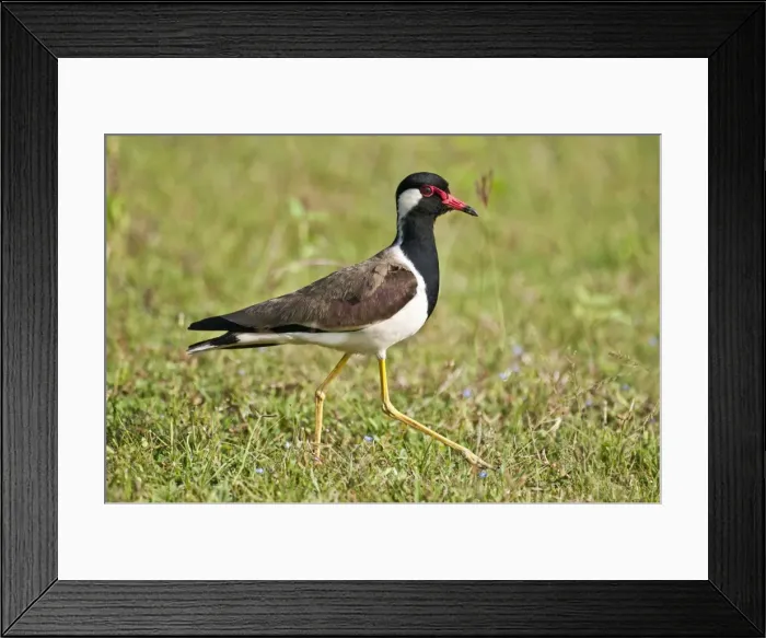 Framed Print : Picture No. 10893427 Framed Print : Picture No. 10893427
