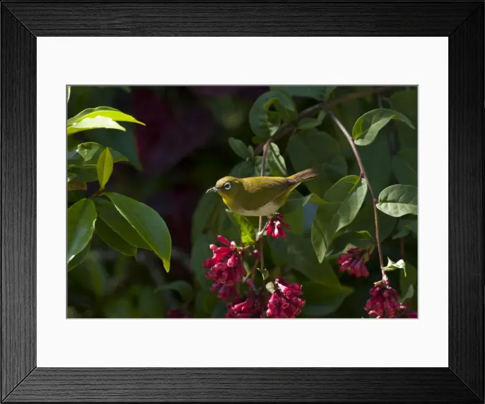 Framed Print : Picture No. 10893433 Framed Print : Picture No. 10893433