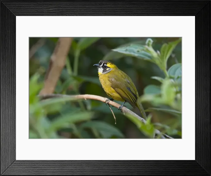 Framed Print : Picture No. 10893432 Framed Print : Picture No. 10893432