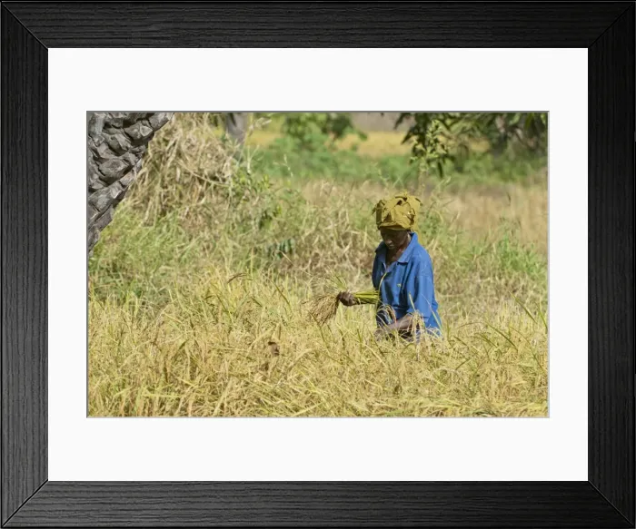 Framed Print : Picture No. 10893439 Framed Print : Picture No. 10893439