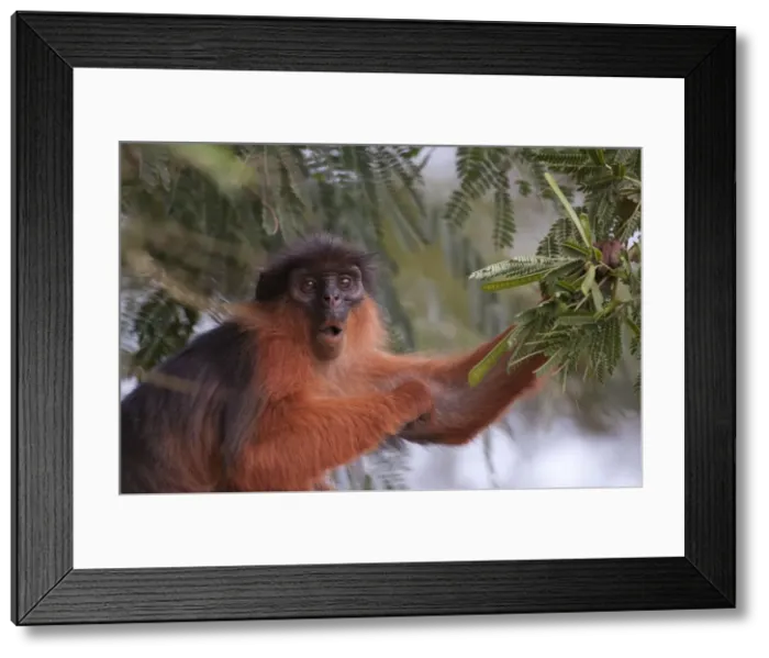 Framed Print : Picture No. 10893441 Framed Print : Picture No. 10893441