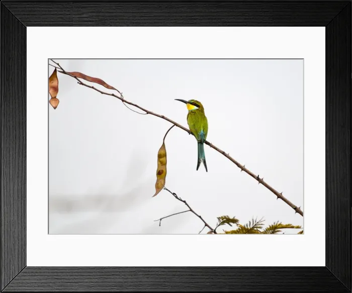 Framed Print : Picture No. 10893446 Framed Print : Picture No. 10893446