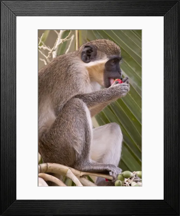 Framed Print : Picture No. 10893442
