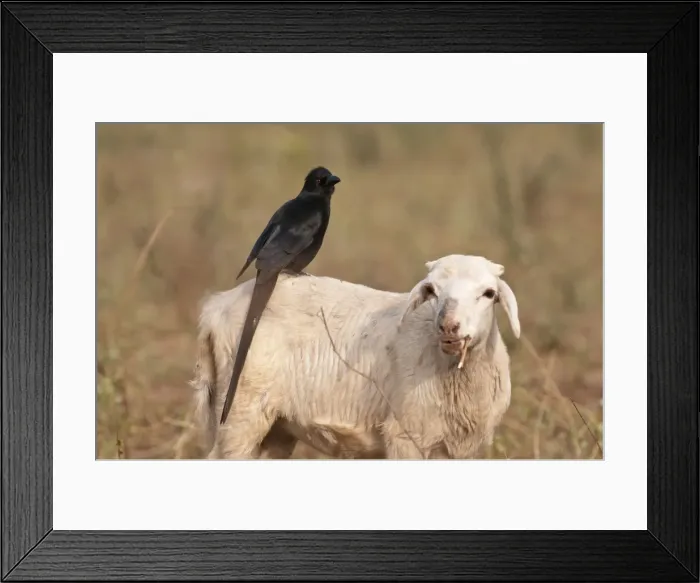 Framed Print : Picture No. 10893443 Framed Print : Picture No. 10893443