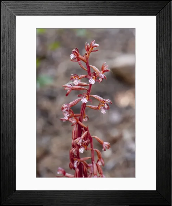 Framed Print : Picture No. 10893450 Framed Print : Picture No. 10893450