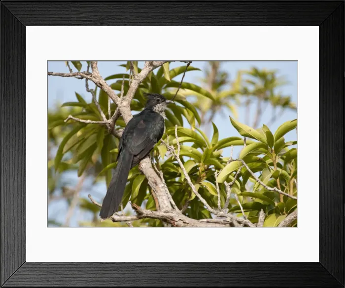 Framed Print : Picture No. 10893444 Framed Print : Picture No. 10893444