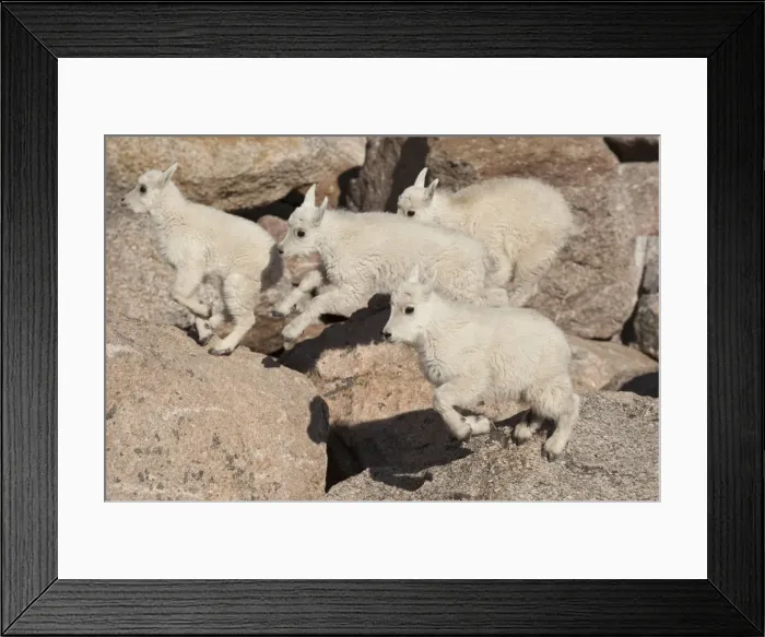 Framed Print : Picture No. 10893454 Framed Print : Picture No. 10893454