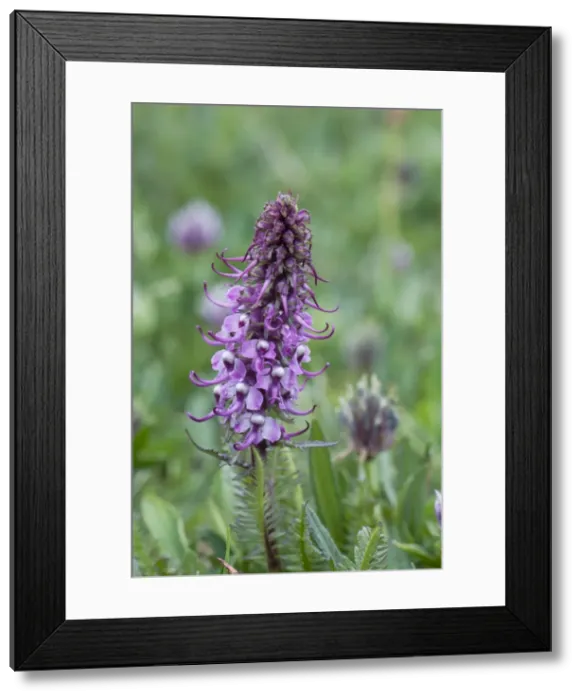 Framed Print : Picture No. 10893455 Framed Print : Picture No. 10893455