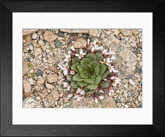 Framed Print : Picture No. 10893457 Framed Print : Picture No. 10893457