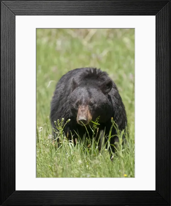 Framed Print : Picture No. 10893461 Framed Print : Picture No. 10893461