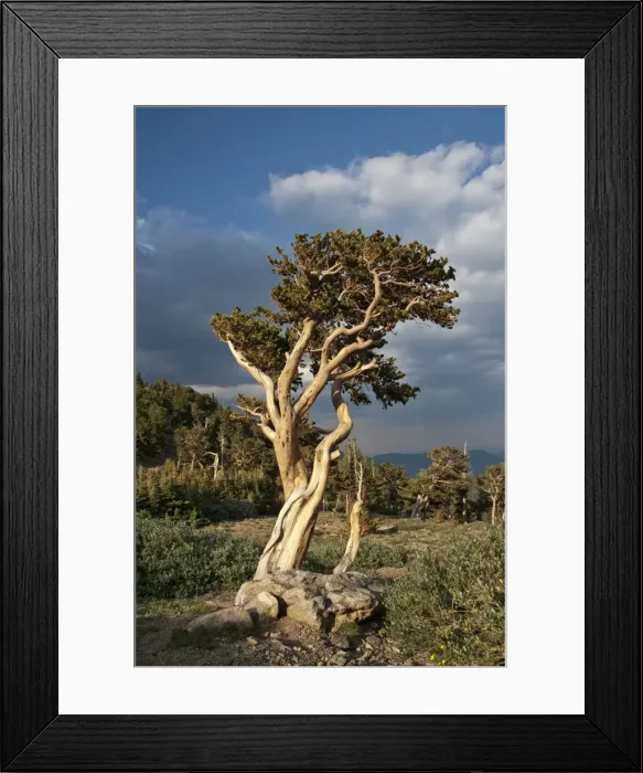 Framed Print : Picture No. 10893456 Framed Print : Picture No. 10893456