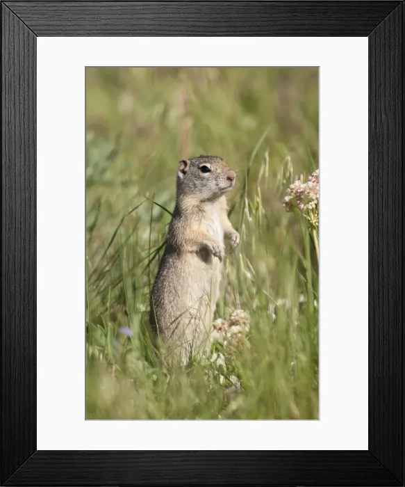 Framed Print : Picture No. 10893463 Framed Print : Picture No. 10893463