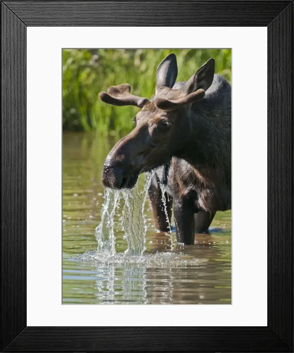Framed Print : Picture No. 10893466 Framed Print : Picture No. 10893466