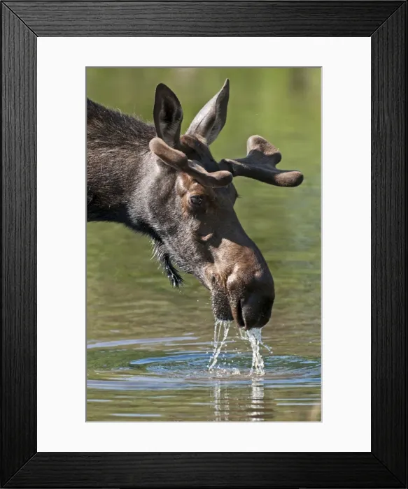 Framed Print : Picture No. 10893467 Framed Print : Picture No. 10893467