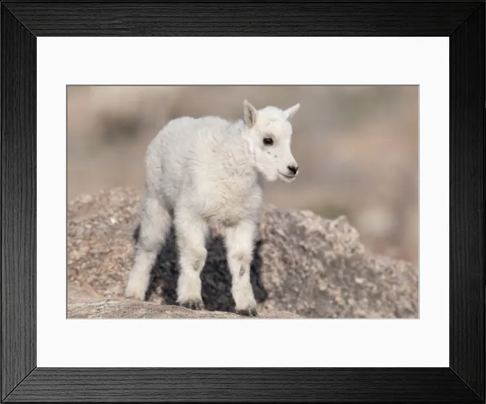 Framed Print : Picture No. 10893469 Framed Print : Picture No. 10893469