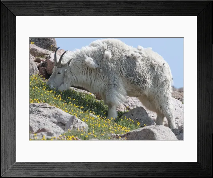 Framed Print : Picture No. 10893470 Framed Print : Picture No. 10893470