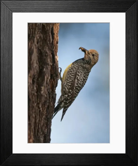 Framed Print : Picture No. 10893464 Framed Print : Picture No. 10893464