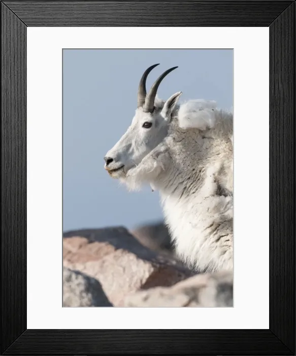 Framed Print : Picture No. 10893468 Framed Print : Picture No. 10893468