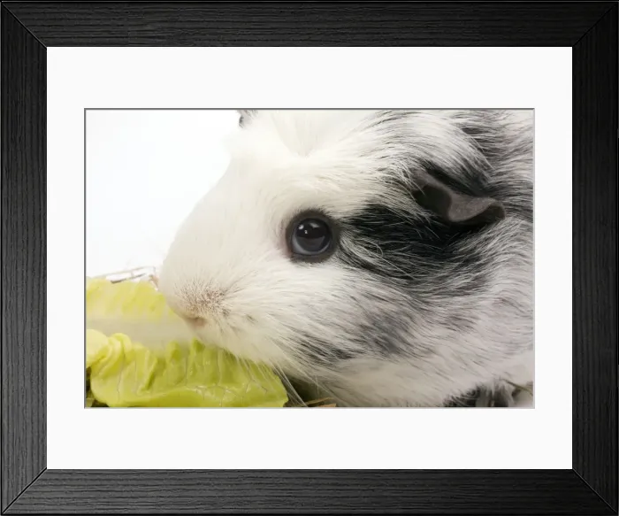 Framed Print : Picture No. 10893579 Framed Print : Picture No. 10893579