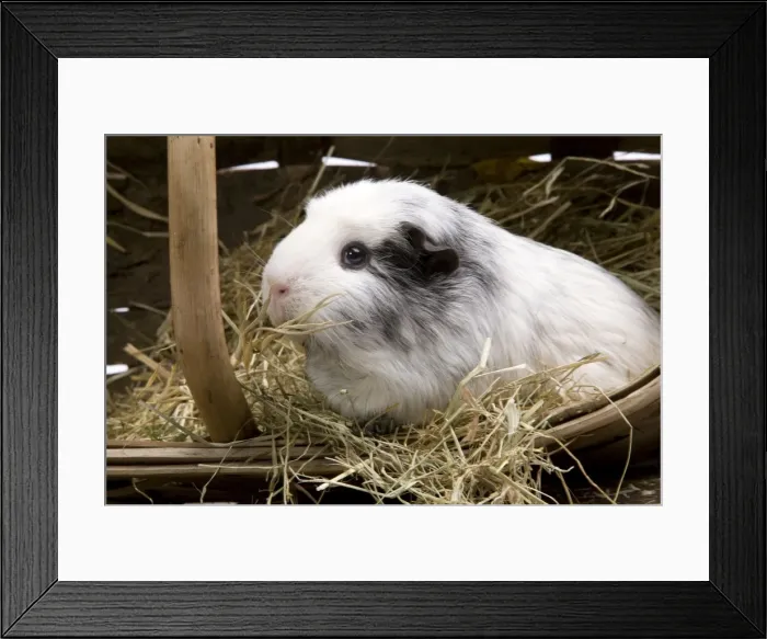 Framed Print : Picture No. 10893584 Framed Print : Picture No. 10893584