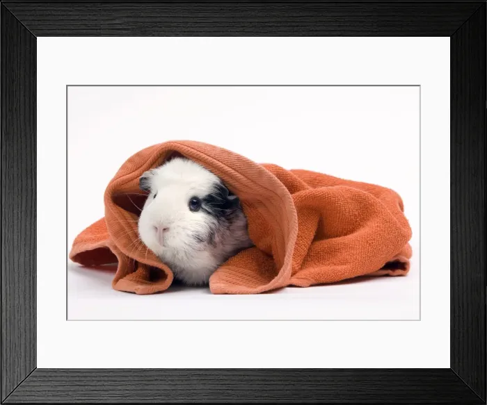 Framed Print : Picture No. 10893581 Framed Print : Picture No. 10893581
