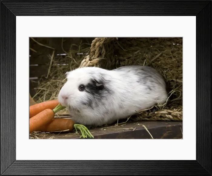 Framed Print : Picture No. 10893586 Framed Print : Picture No. 10893586