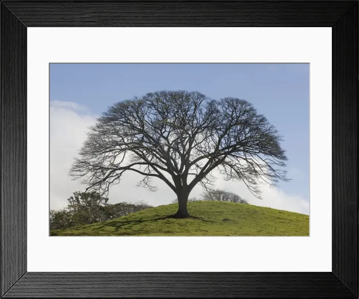 Framed Print : Picture No. 10893604 Framed Print : Picture No. 10893604