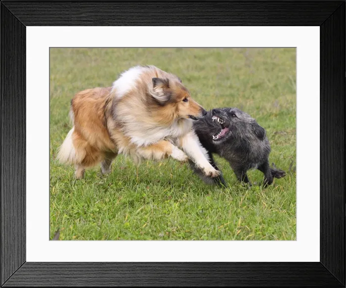 Framed Print : Picture No. 10893601 Framed Print : Picture No. 10893601