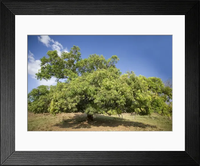 Framed Print : Picture No. 10893608 Framed Print : Picture No. 10893608