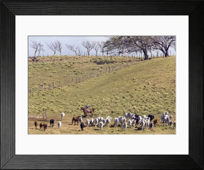 Framed Print : Picture No. 10893606 Framed Print : Picture No. 10893606