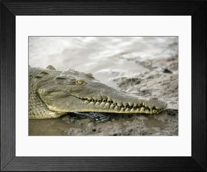 Framed Print : Picture No. 10893611 Framed Print : Picture No. 10893611