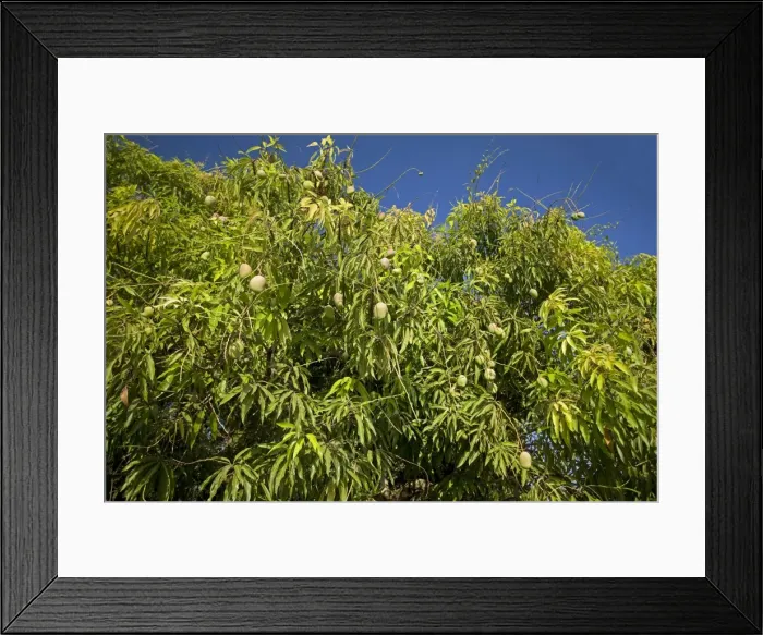 Framed Print : Picture No. 10893609 Framed Print : Picture No. 10893609