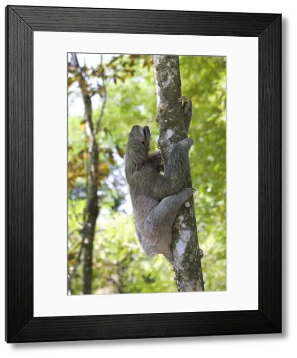 Framed Print : Picture No. 10893616